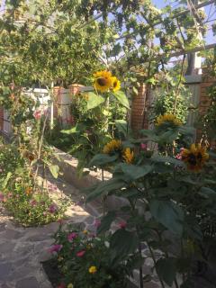 Oasis - Aspindza - 5