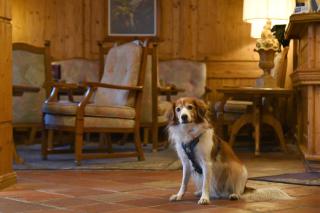 Hotel Alpenroyal - Zermatt - 1