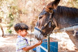 Happy Camp Mobile Homes in El-Bahira Camping Village - San Vito lo Capo - 4