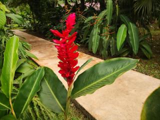 Hotel Catarata Río Celeste - Bijagua - 5