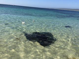 Hamelin Bay Seaclusion - Hamelin Bay - 9