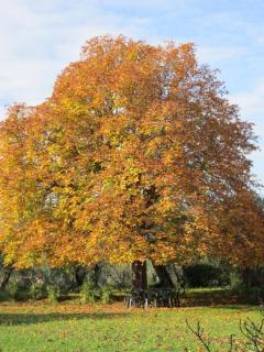 Fattoria di Camporomano - 6
