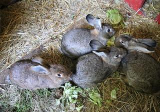 Ferienhof Folger - 6