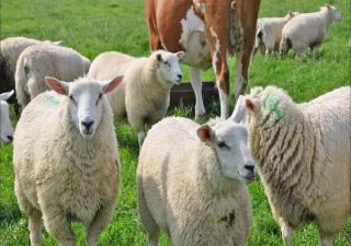 Ferienhof Folger - 8