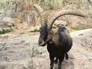Artesano I y III - Navarredonda de Gredos - 4
