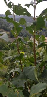 ,A cantinella, une cave a fromage au centre corse - Santa-Lucia-di-Mercurio - 6