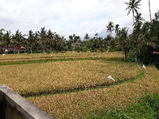 Umah Dangin Guest House - Ubud - 5