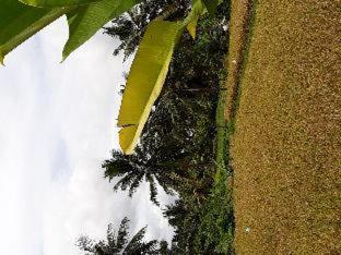 Umah Dangin Guest House - Ubud - 2