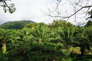 Kachonghills Tented Resort Trang - 3