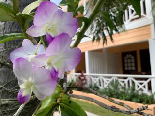 Buccaneer Beach Club - Dickenson Bay - 8