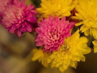 Corstorphine Lodge Hotel - 7