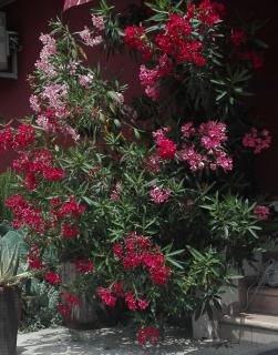 B&B Le Stanze di Amelie - Povegliano Veronese - 7