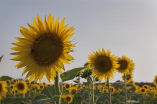 Al centro della Toscana - 7