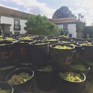 Quinta De Guimaraes - Miguas - 2