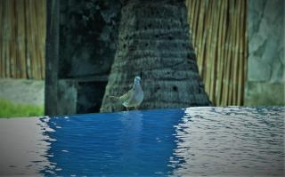 Bali Bhuana Beach Cottages - 2