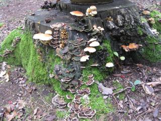 Bosgeluk - Helmond - 3