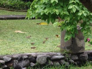 Tirta Sari Bungalow - Pemuteran - 5