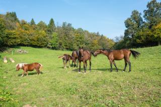 APARTMENT ZYNGA - STUD FARM - 9