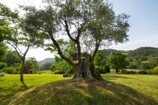 CASALE SANTA CATERINA Jacuzzi and Pool - 1