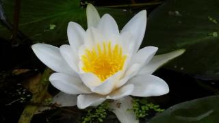 Ferienwohnungen Dirk Laurisch - 1