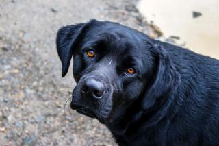 Monteverde Villa Lodge - 3