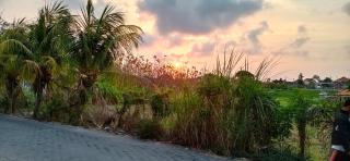 The Wina Guest House 2 - Canggu - 3