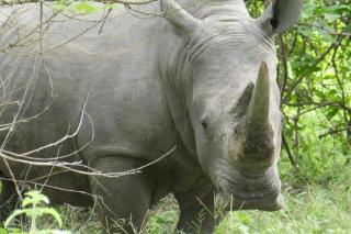 Fathala Wildlife Reserve - 3