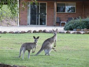 Rubyvale Motel & Holiday Units - An Adults Only Getaway - Rubyvale - 7