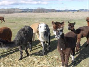 Cleveland Estate - Lancefield - 6