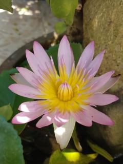 Green Home - Khao Lak - 1