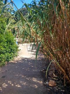 Les Bambous, camping naturiste - Île du Levant - 6