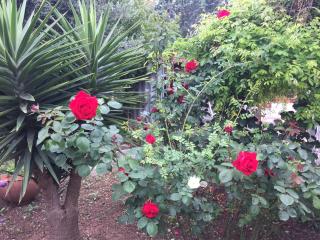 Il Giardino della Foglia - Bari Palese - 8