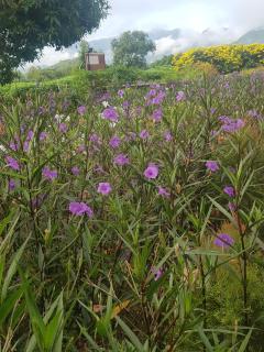 Blue Mountain Resort - 1