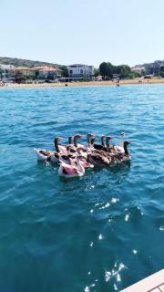 Ege Otel - Çeşme - 5