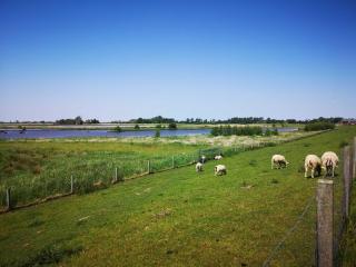 Ferienwohnung Schmidt, 95131 - Rhauderfehn - 5