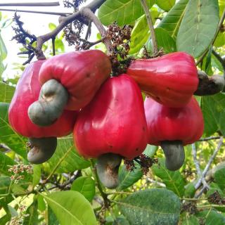 Cashew Nut Bungalow, Ko Mook - Ko Mook - 3