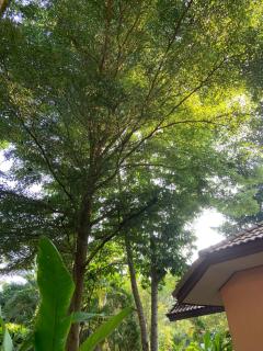 Khao Yai Cottage - Mu Si - 1