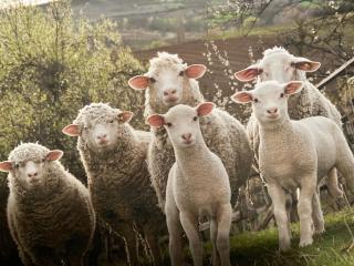 Le Mouton à 5 Pattes Aubagne-Cassis-Aix en Provence - Aubagne - 7