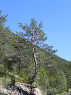 Caserón Baruca - Bielsa - 1