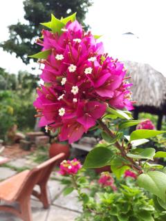 Ngoc Phuong Homestay - Vĩnh Long - 4