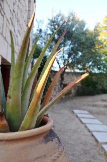 PYRGOS RALLI ESTATE Guesthouse - Égine - 3