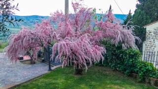 VILLA IL TRUFOLO - 6