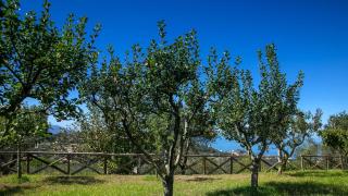 Amore Rentals - Villa Amiela - SantʼAgata sui Due Golfi - 2