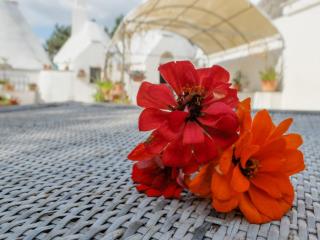 Trullo Chiari di Bosco - 5