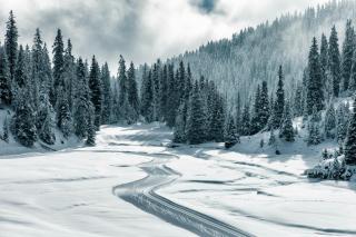 Edelweiss Haus Collina - Flims - 5
