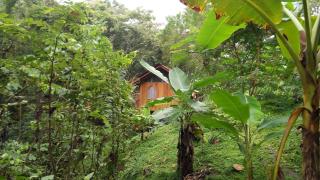 Alya Jungle Casitas - 4