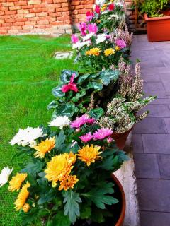 B&B HORTUS - Venice - 9
