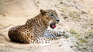 Go Yala Farm Villa - 8