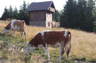 Kopaonik Apartman Squadra - Kopaonik - 4