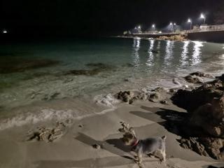 barbiccaja - Ajaccio - 6